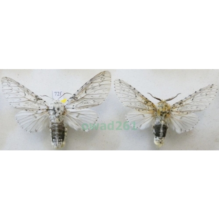 Cerura erminea (Esper, 1783) pair Widłogonka gronostajka Czech72f